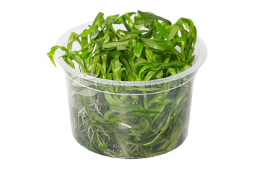 Heteranthera zosterifolia :: 80511