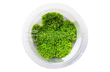 Riccia Fluitans Cup AT :: 80527