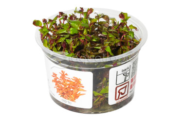Rotala macrandra :: 80529
