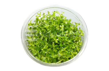 Rotala rotundifolia Cup AT :: 80530