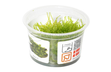 Vesicularia dubyana 'Christmas' :: 80538