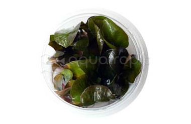 Echinodorus reni Cup AT :: 80540