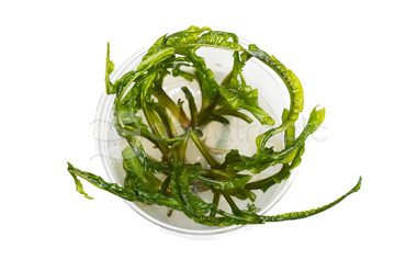 Cryptocoryne crispatula Cup AT :: 80542