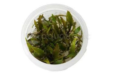 Cryptocoryne undulatus Red Cup AT :: 80543
