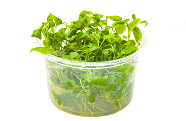 Lobelia cardinalis Cup AT :: 80547