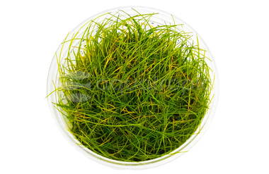 Eleocharis acicularis Cup AT :: 80553