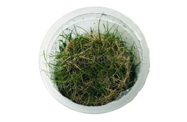 Eleocharis parvula Cup AT :: 80554