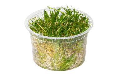 Eriocaulon cinereum 'Polaris' :: 80558