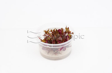 Alternanthera reineckii Cup AT :: 80568