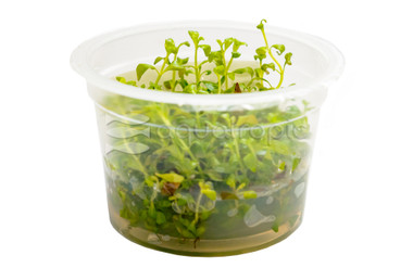 Ludwigia repens 'Rubin' Cup AT :: 80573