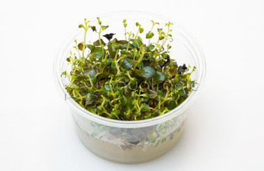 Ludwigia repens 'Rubin' Cup AT :: 80573