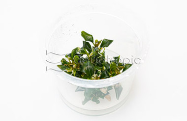 Bucephalandra 'Green' Cup AT :: 80595