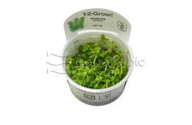 Hottonia palustris :: 80609