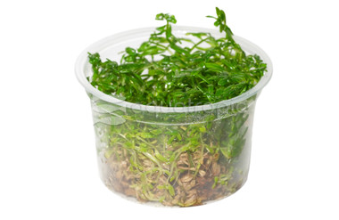 Rotala 'Green' :: 80611