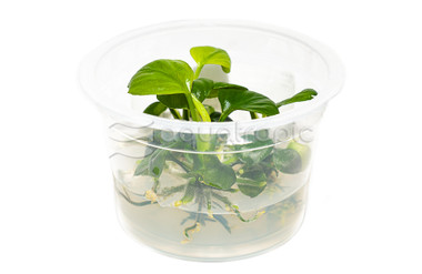 Anubias barteri "Round Leaf"  Cup AT :: 80635