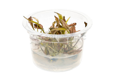 Cryptocoryne "Flamingo" Cup AT :: 80721