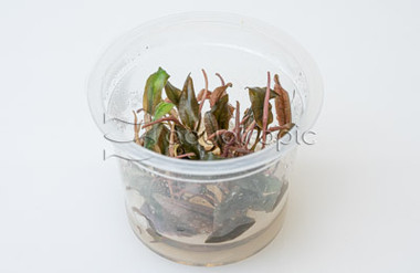 Cryptocoryne "Flamingo" Cup AT :: 80721