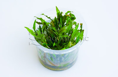 Cryptocoryne beckettii Cup AT :: 80743
