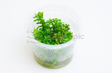 Ammania sp 'Bonsai' Cup AT :: 80745