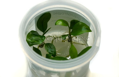 Anubias hastifolia Cup AT :: 80747