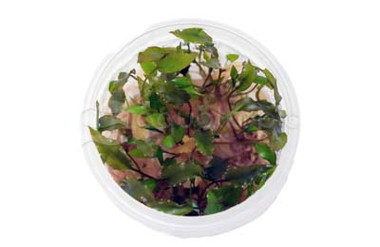 Cryptocoryne beckettii Green Cup AT :: 80748