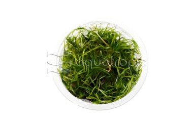 Echinodorus latifolius Cup AT :: 80750