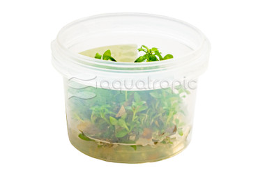 Ludwigia ovalis Cup AT :: 80751