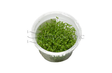 Lysimachia nummularia Cup AT :: 80754