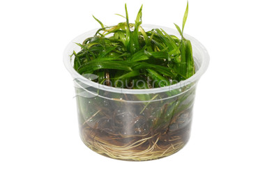 Blyxa japonica :: 80755