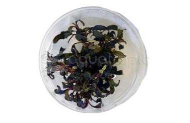 Bucephalandra 'Kedakang' Cup AT :: 80757