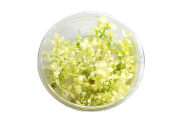 Bacopa Compact White Cup AT :: 80758