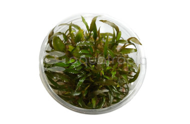 Cryptocoryne axelrodi Cup AT :: 80762
