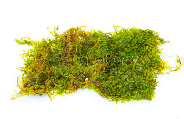 Moss Flame (flat pack) :: 83535