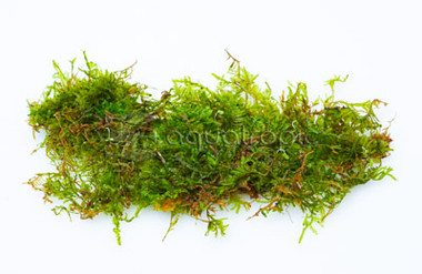Moss Christmas (flat pack) :: 83538