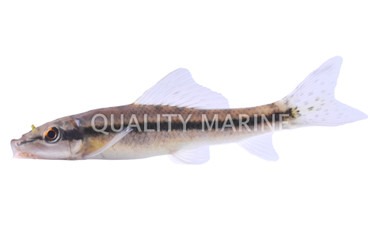 Chinese Algae Eater :: 00000