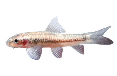 Ceylon Stone Sucker Algae Eater :: 00004