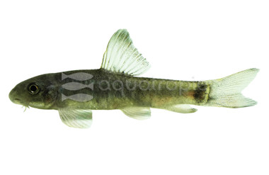 Doctor Fish Algae Eater :: 00007