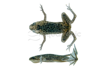 Dwarf African Frog :: 01000