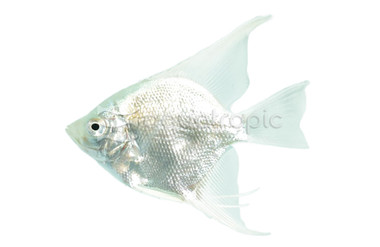 Platinum Angelfish :: 03001