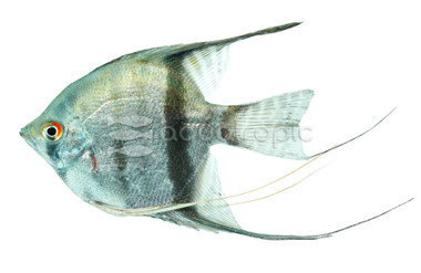 Cobalt Blue Zebra Angelfish :: 03004