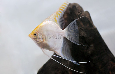 Gold Angelfish :: 03006