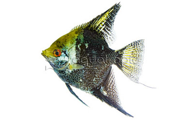 Leopard Angelfish :: 03008