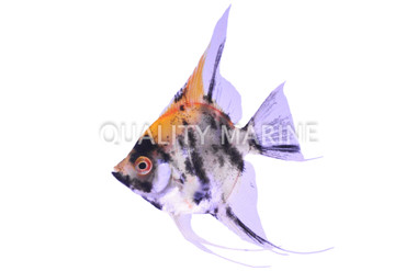Koi Angelfish :: 03010