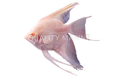 Albino Angelfish :: 03021