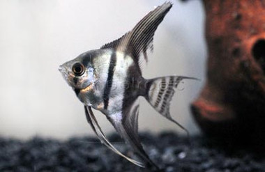 Half Black Angelfish :: 03024