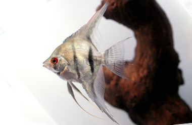 Silver Angelfish :: 03026