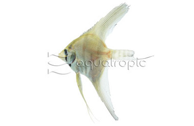 Red Back Silver Angelfish :: 03027