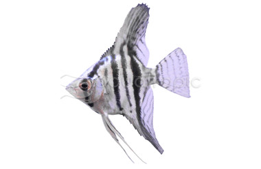 Blue Pinoy Angelfish :: 03028