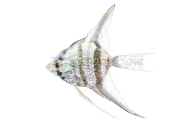 Blue Diamond Angelfish :: 03029