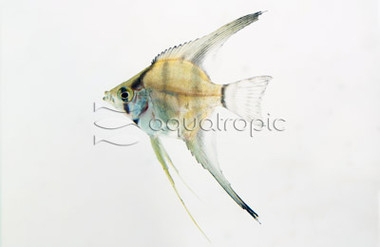 'False Altum' Peruvian Angelfish :: 03044